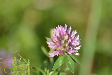 Fototapeta premium clover in a field close-up