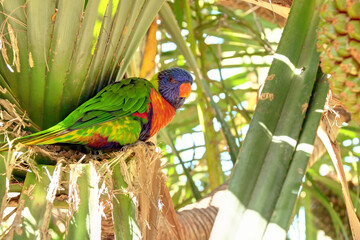 Perruche au jardin botanique en Guadeloupe © feuerpferd1111