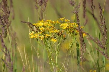 yellow chamomile field