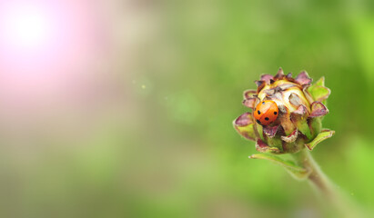 Fototapeta premium ladybug on the bud of the flower sun rays
