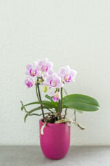 Fototapeta na wymiar Schöne knabenkräuter - orchidenn in pinkem Topf