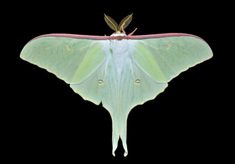 Butterfly (Actias artemis)