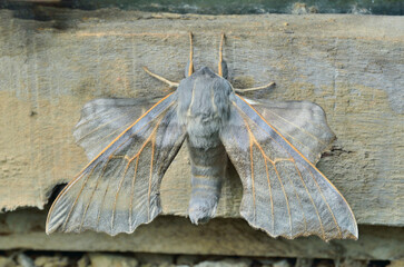 Butterfly hawkmoth (Laothoe amurensis)