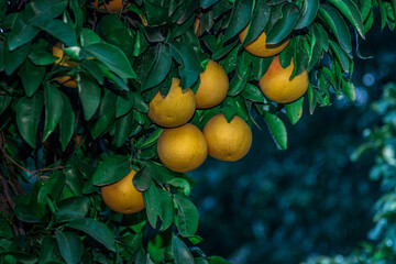 grapefruit on the tree
