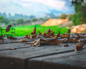 dry leafs on Autumn