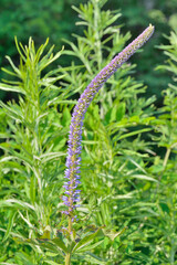 Blooming herb veronica (Veronica longifolia)