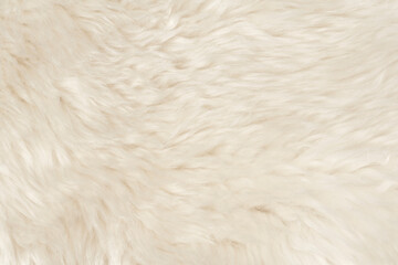 Natural animal white wool seamless texture background. light sheep wool. texture of fluffy fur for designers. close-up fragment white beige wool carpet