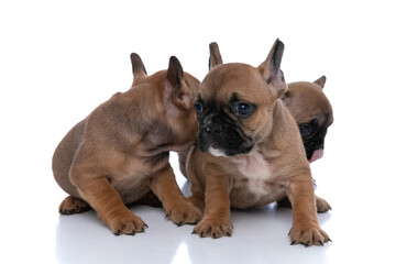 Fototapeta premium french bulldog dog looking at his friend hidden