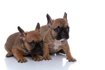 two french bulldog dogs are defending their friend