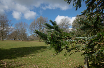 Winter Foliage of an Evergreen Coniferous  East Himalayan Fir Tree (Abies spectabilis) Growing in Parkland in Rural Devon, England, UK