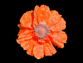 Flower of red poppy