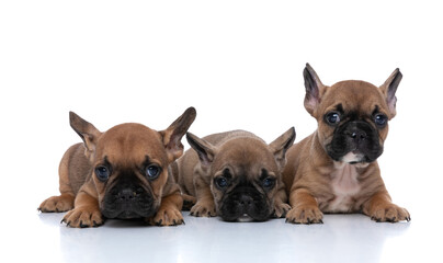 french bulldog dogs are humble and looking at the camera