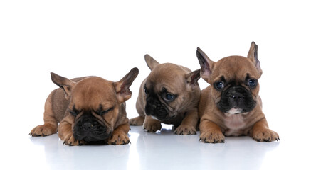 Obraz premium french bulldog dog looking at his friend that is sleeping