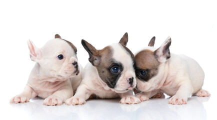 three french bulldog dogs sticking out tongue