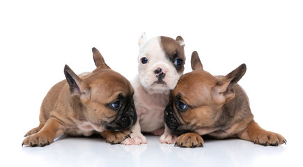 two fawn french bulldog dogs looking at each other