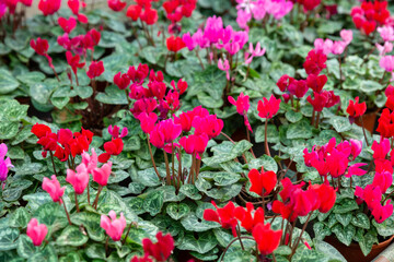 Closeup of colorful blooming cyclamens grown in pots in greenhouse on background of foliage greenery