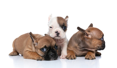 three french bulldog dogs winking, lying down