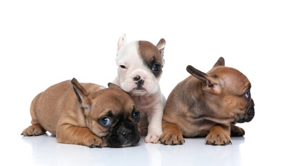 Fototapeta premium three french bulldog dogs winking, lying down