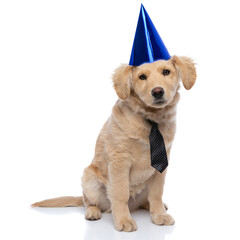 adorable golden retriever puppy wearing polka dotted tie and birthday hat