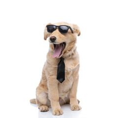 cool little golden retriever dog wearing sunglasses and yawning