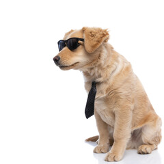 side view of cool labrador retriever dog wearing sunglasses and looking to side