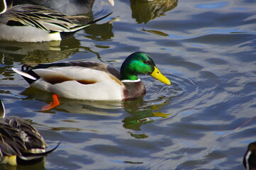 愛らしいシルエット、冬の使者、水辺のアイドル鴨