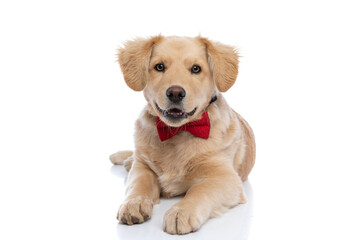 lovely golden retriever dog wearing red bowtie