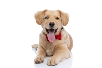 cute young labrador retriever dog wearing bowtie and sticking out tongue
