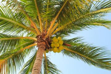 Large green crown of a tropical coconut tree in exotic resort. Palm tree with large coconuts...