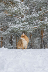 Cat sitting in snow in the forest. British Shorthair cat.