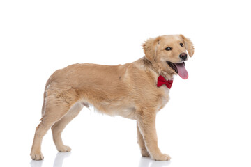 side view of labrador retriever puppy wearing red bowtie and panting
