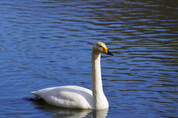 Obraz premium 厳しい寒さを避けて越冬で飛来地へと渡ってきた、美しい白い羽毛のハクチョウ