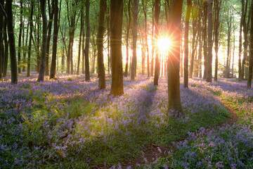 Norfolk bluebell woods sunrise in England - 417312700