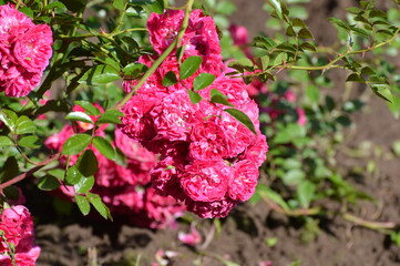 pink rose bush