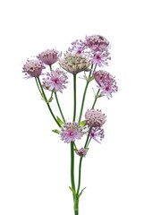 Great masterwort flowers (Astrantia major) isolated on white
