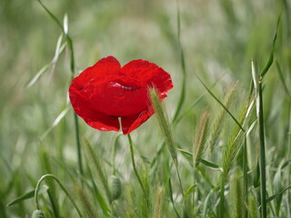 Fototapeta premium Bright red poppy flower against the green ears on a sunny spring day. Growing raw materials for confectionery