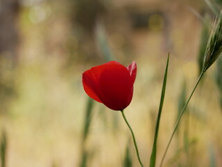 Obraz premium Bright red poppy flower against the green ears on a sunny spring day. Growing raw materials for confectionery