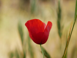Obraz premium Bright red poppy flower against the green ears on a sunny spring day. Growing raw materials for confectionery