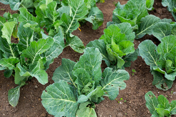 View of young organic cabbage cultivars ripening in vegetable garden..