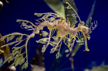 Leafy Seadragon Under the Water