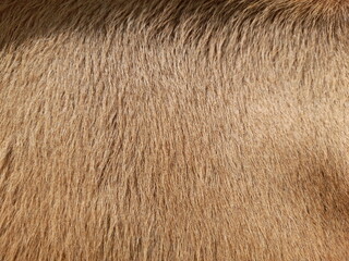 brown fur texture