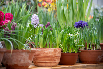 Many ceramic pots with bright flowers are arranged in a row.