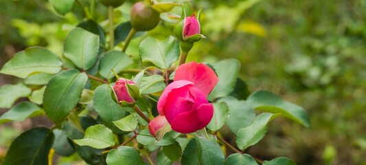 Panorama Rosenknospen