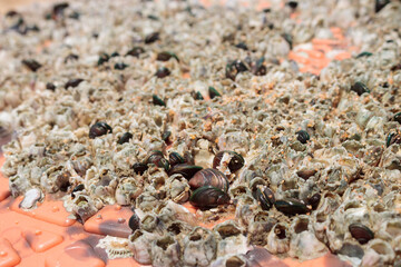 Many shells are on an orange background. Is a mollusk that lives along the coast. Close up photo.