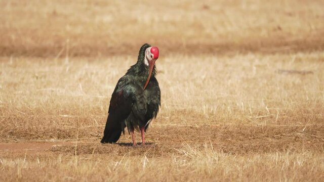 bald ibis grooming itself as it stands out in the dry field