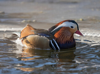 The mandarin duck (Aix galericulata) is a perching duck species native to the East Palearctic.