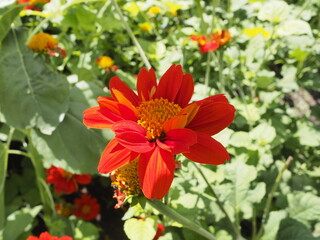 Beautiful flower garden