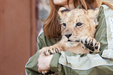 Cute little lion cub at the zoo. Beautiful fluffy little lion cub hands