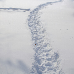 Trail in the snow. Winter glade. © Ilya
