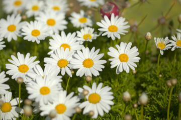 Flora of Gran Canaria -  Argyranthemum, marguerite daisy endemic to the Canary Islands
